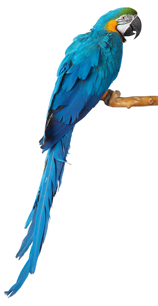 Green parakeet bird