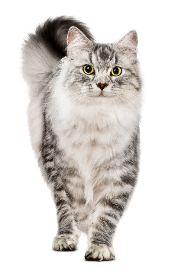 Orange tabby cat