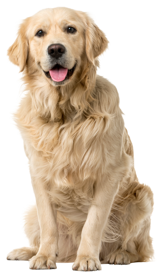 Golden retriever dog