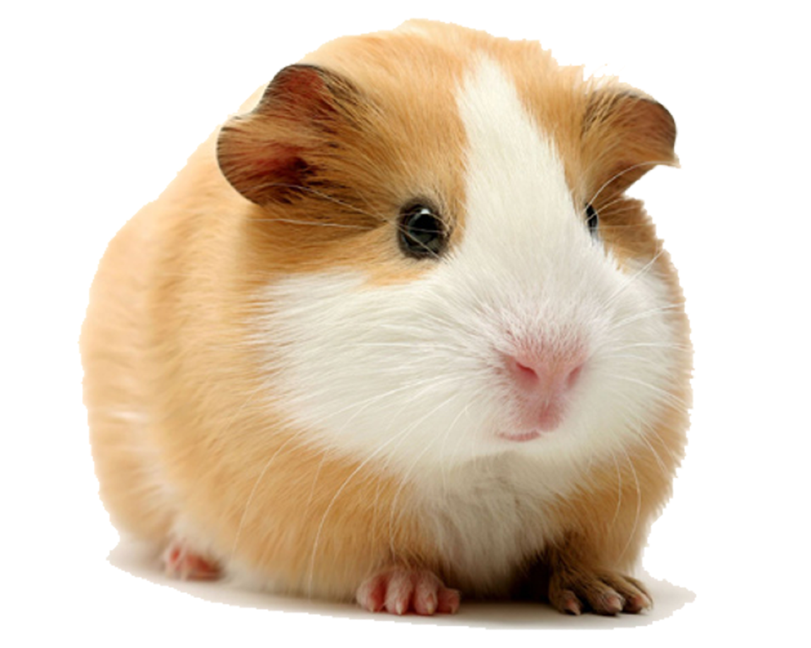 Brown and white guinea pig