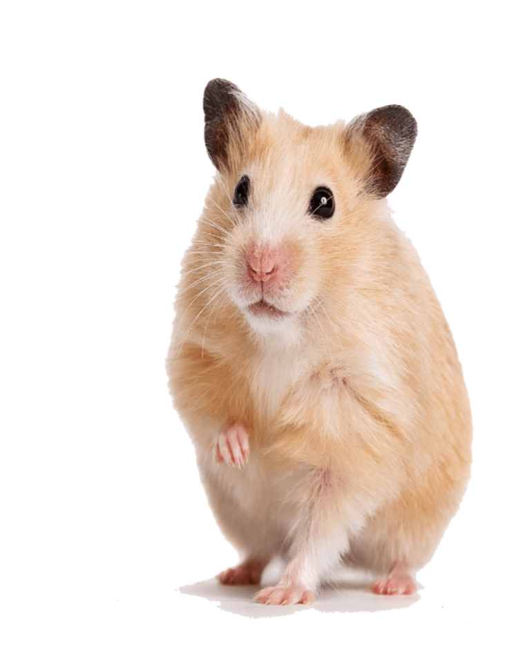 Brown hamster