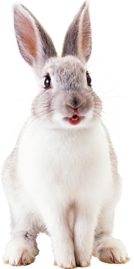 White rabbit