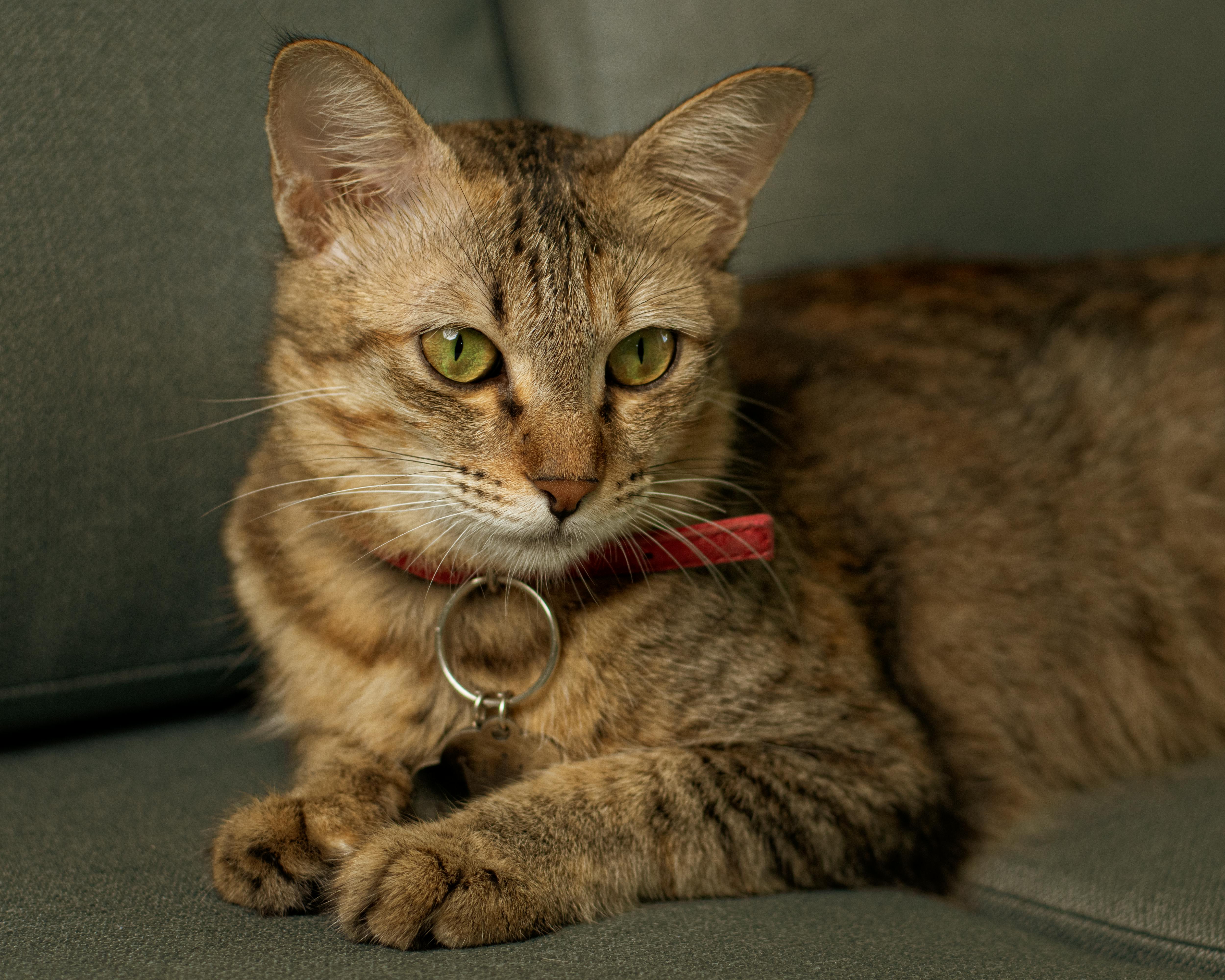 Cat — MyFurries