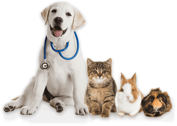 Pet health care