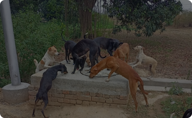 MyFurries : Find Animal Help Near You in ludhiana