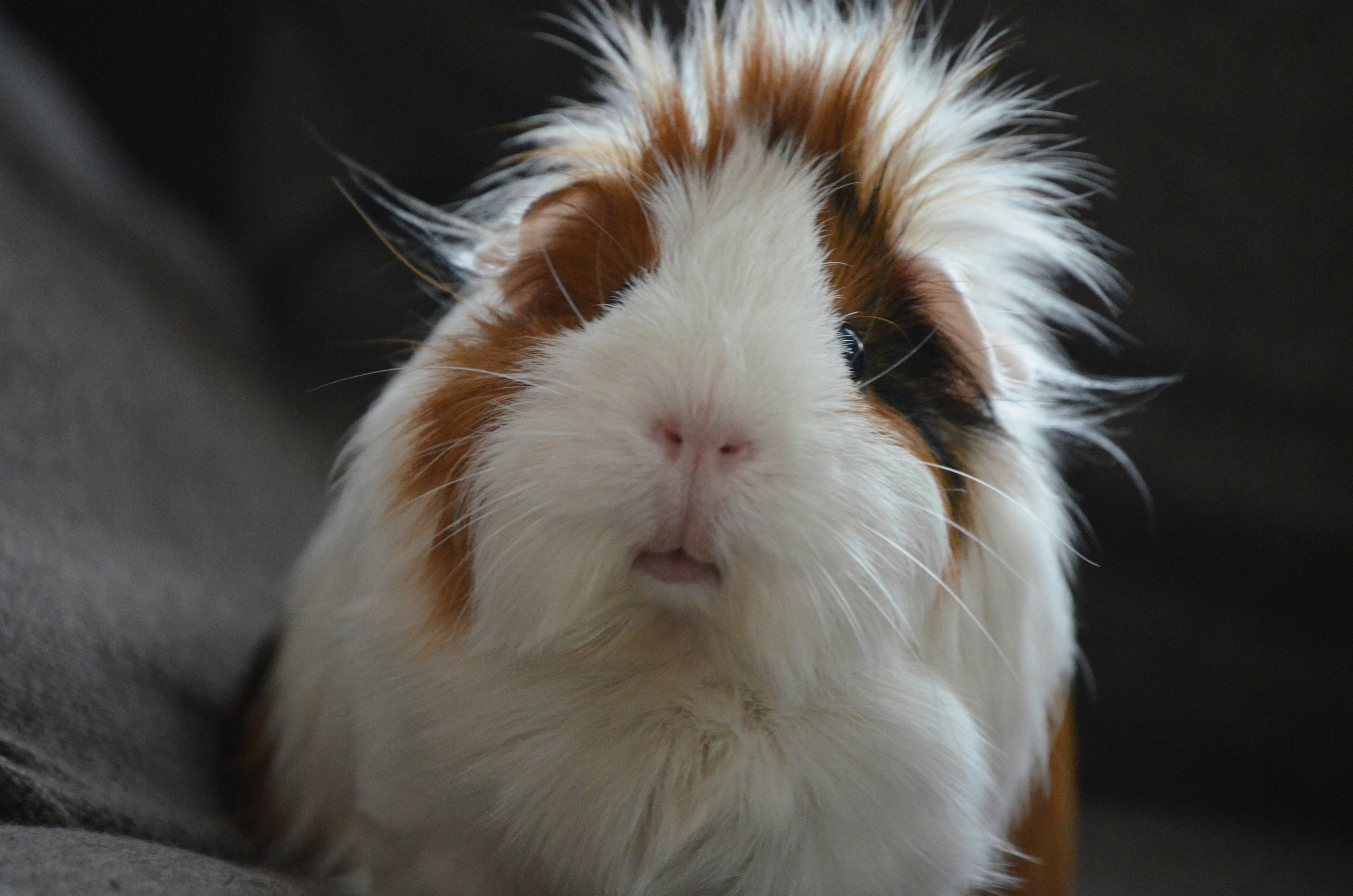Guinea Pig — MyFurries
