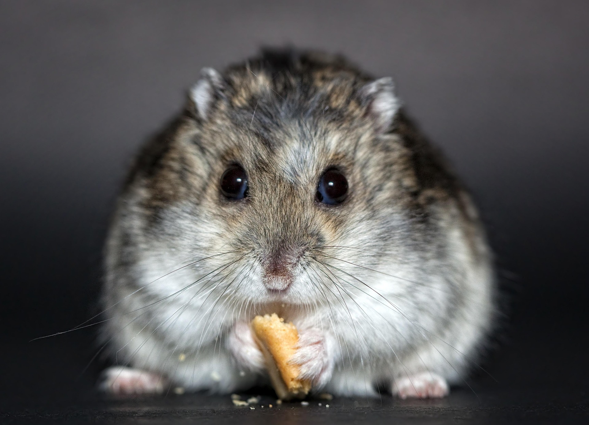 Hamster — MyFurries Emergency Symptoms