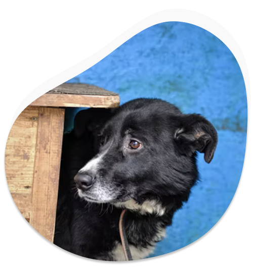 Find Dog Kennels In surat | Pet Daycare & Boarding Nearby surat | MyFurries