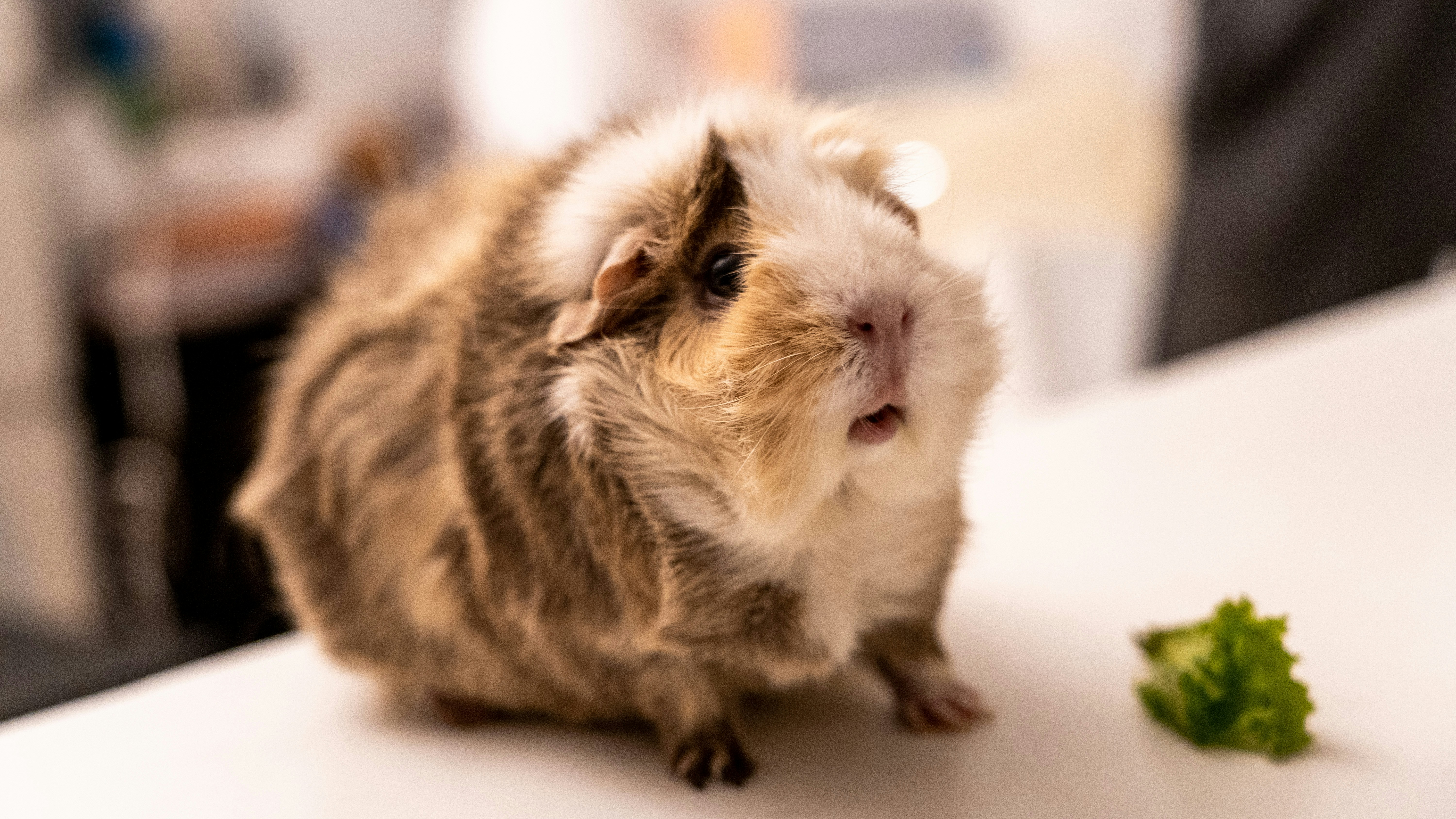 Hamster and Guinea Pig — MyFurries