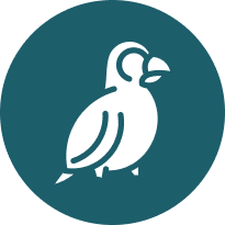 AviansBirds icon