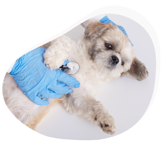 Find Best Vets In ahmedabad | Pet Clinics Nearby ahmedabad | MyFurries