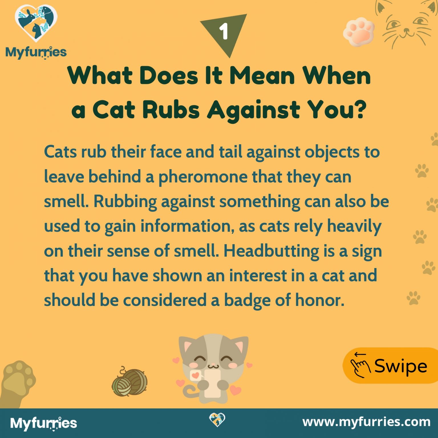 Why Do Cats Rub Against You? MyFurries Blog