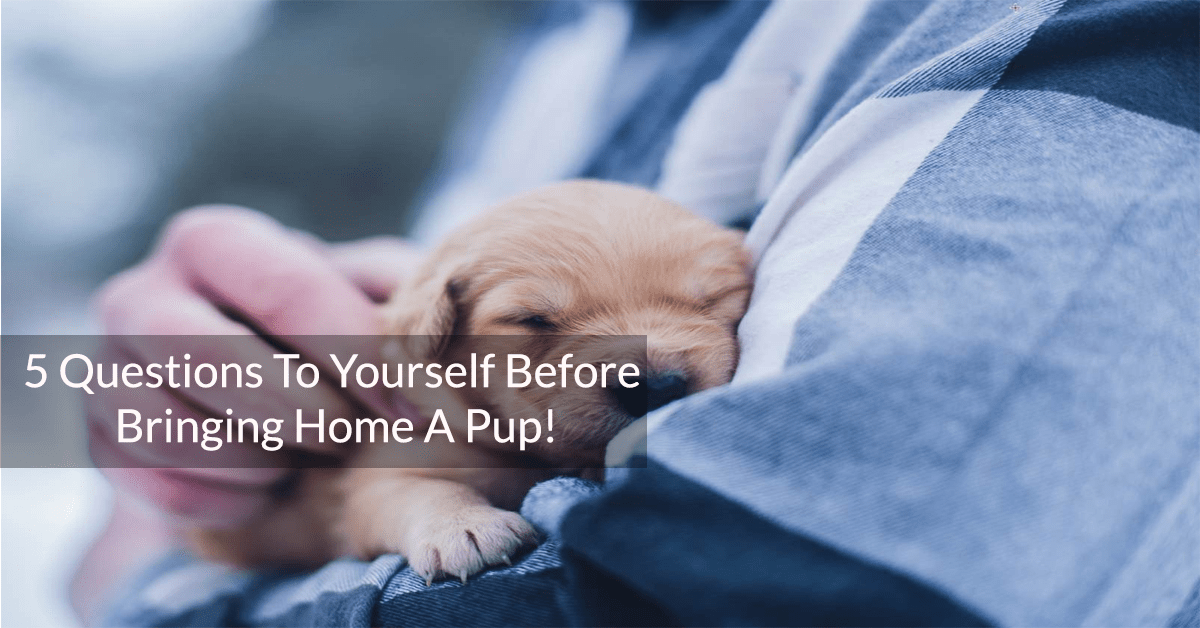 5 Questions To Yourself Before Bringing Home A Pup!