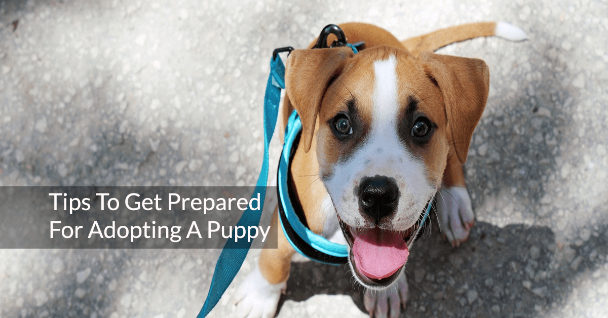 6 Tips To Get Prepared For Adopting A Puppy