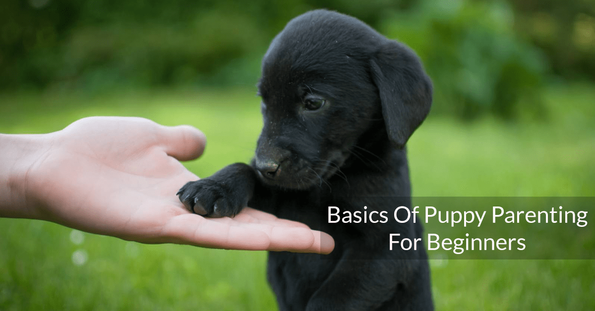 Basics Of Puppy Parenting For Beginners