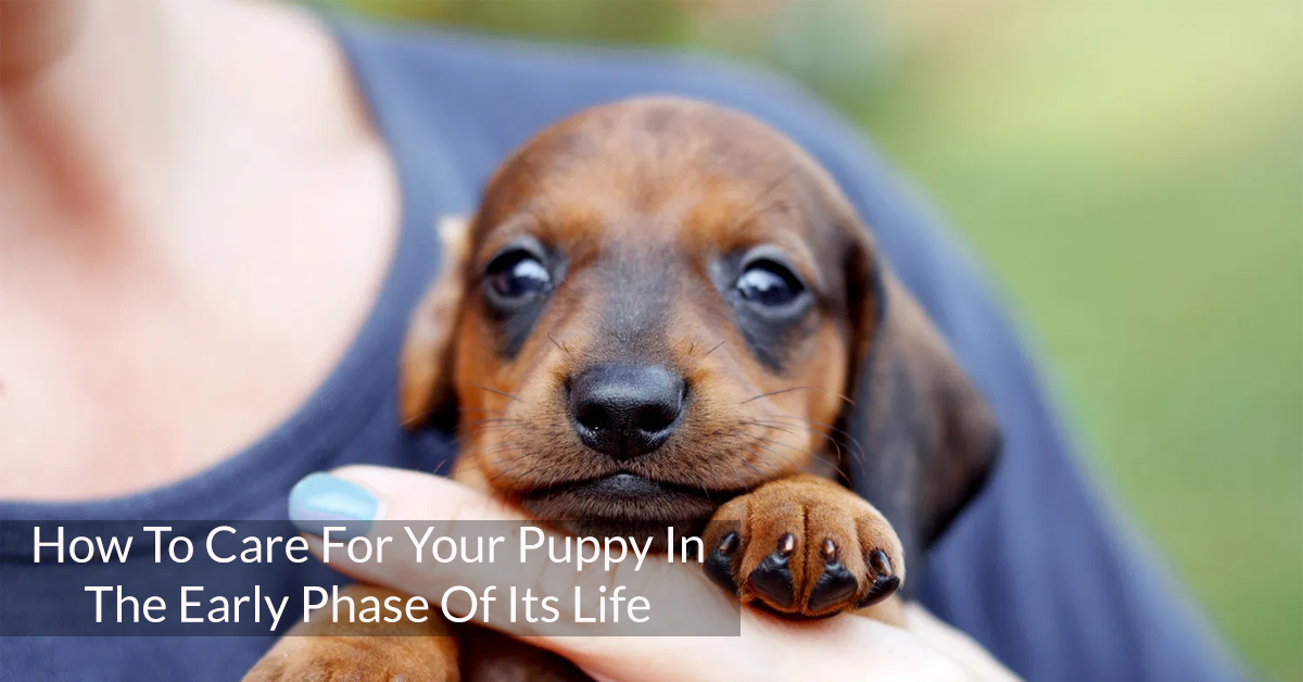 How To Care For Your Puppy In The Early Phase Of Its Life