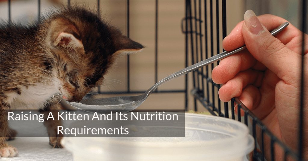 Raising A Kitten And Its Nutrition Requirements MyFurries Blog
