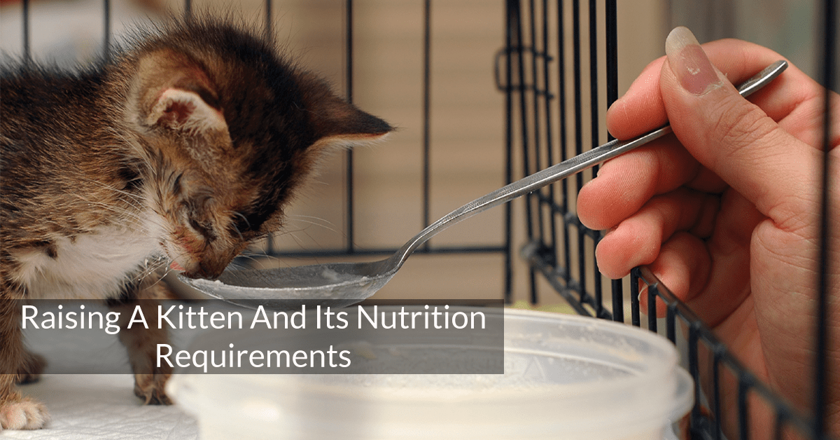 Raising A Kitten And Its Nutrition Requirements