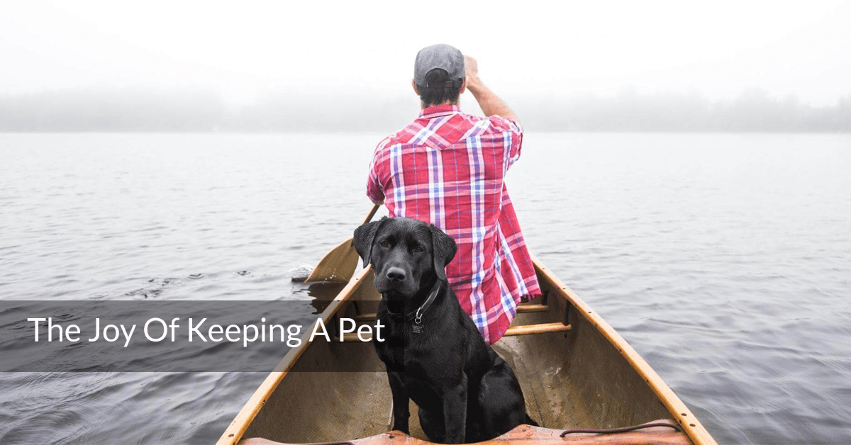 The Joy Of Keeping A Pet