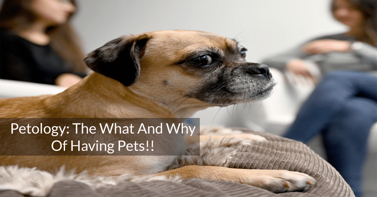 The What And Why Of Having Pets!!