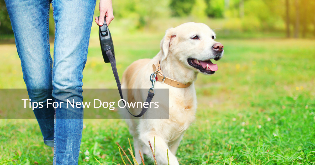 Tips For New Dog Owners