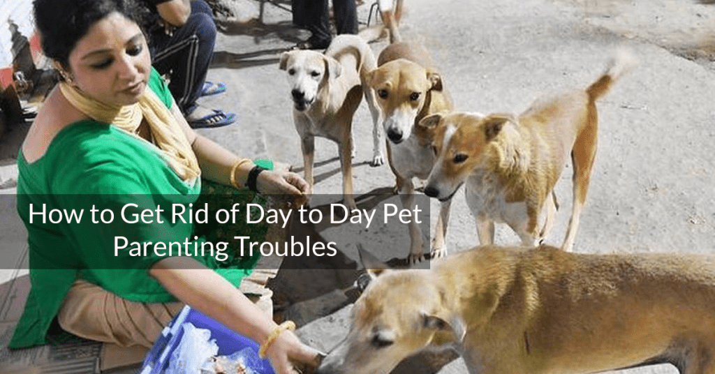 How to Get Rid of Day to Day Pet Parenting Troubles MyFurries Blog