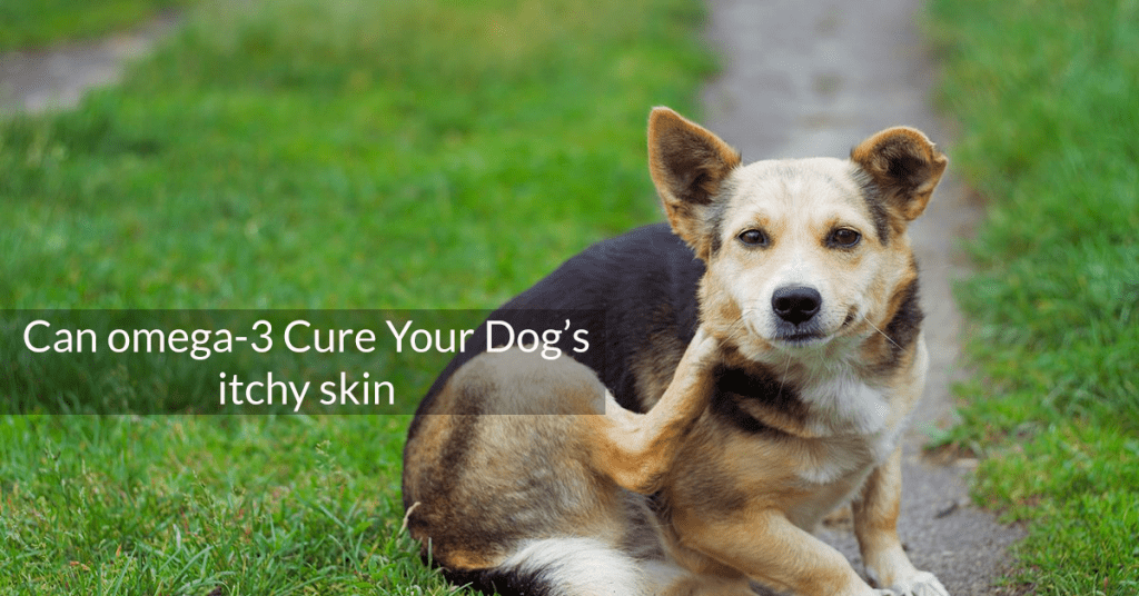 Can omega3 Cure Your Dog’s Itchy Skin? MyFurries Blog