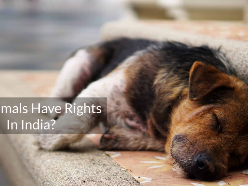 Do Animals Have Rights In India