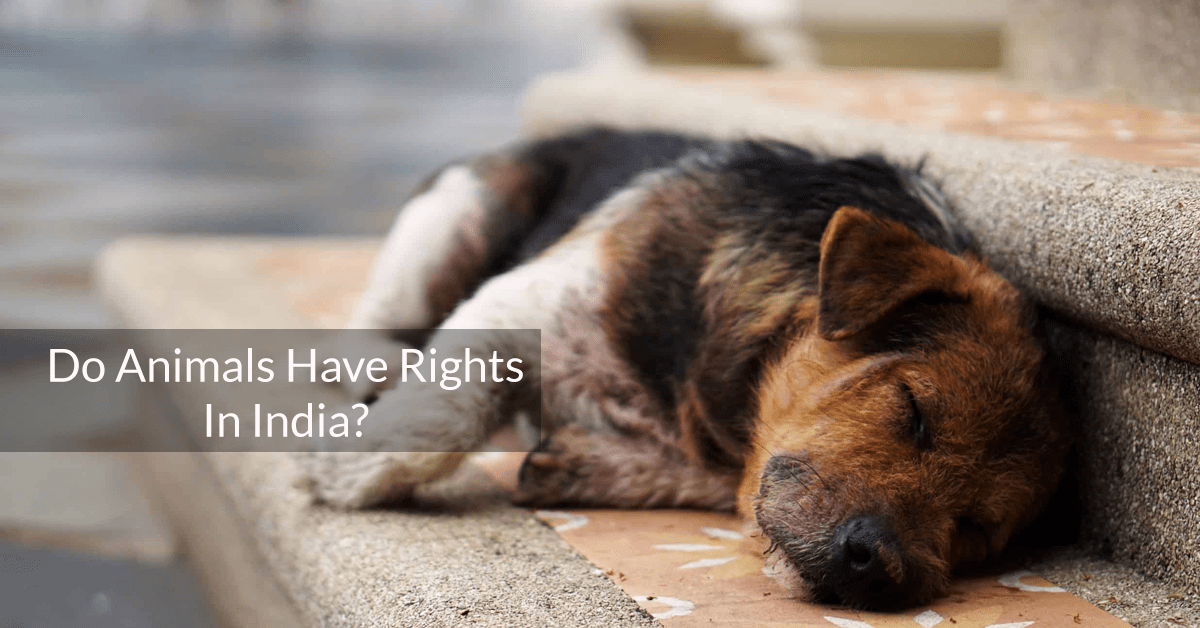 Do Animals Have Rights In India