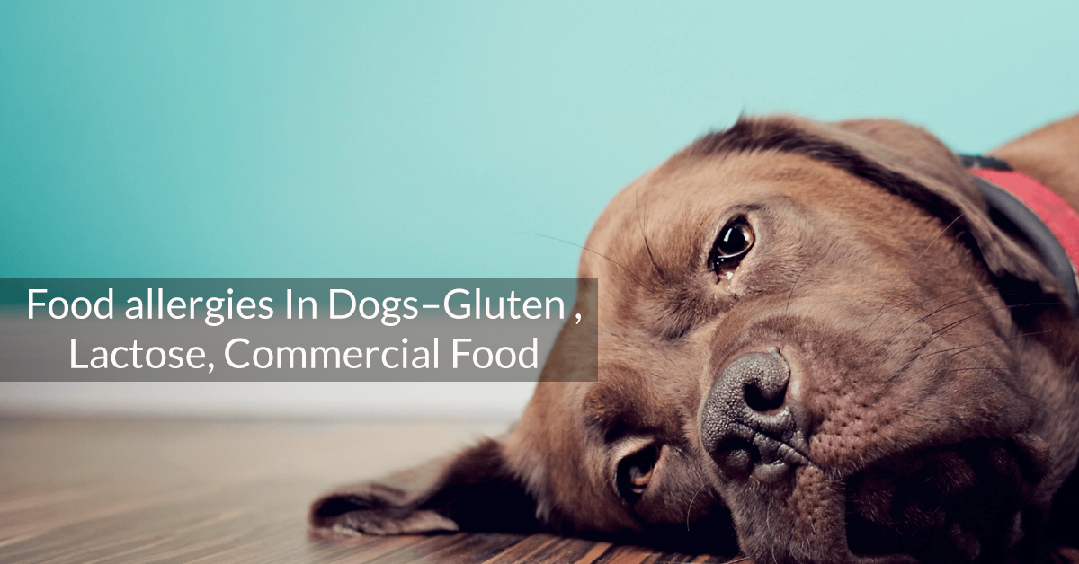 Food allergies in dogs– gluten , lactose, commercial food