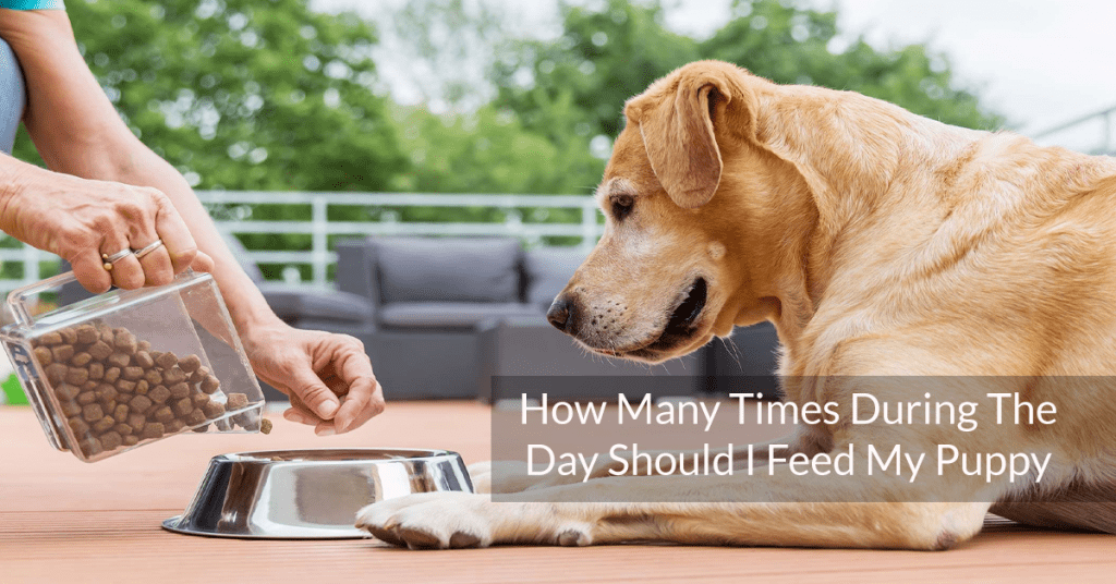 How Many Times During The Day Should I Feed My Puppy