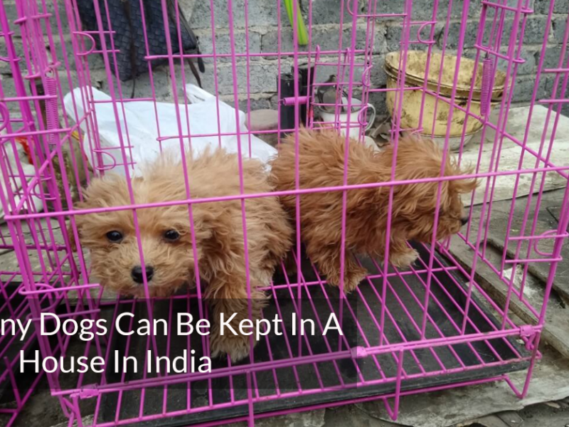How many dogs can be kept in a house in India
