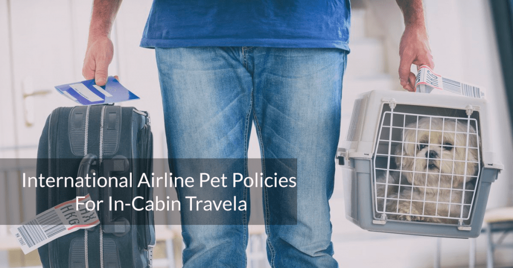 International Airline Pet Policies For InCabin Travel