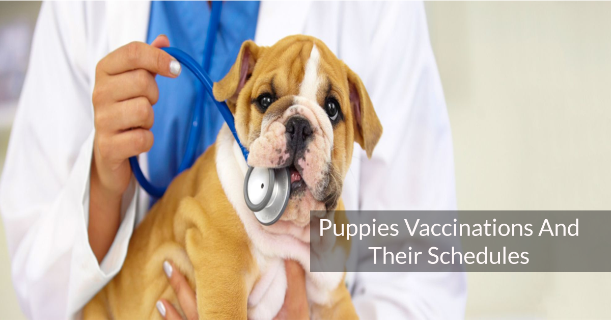 Puppies Vaccinations And Their Schedules