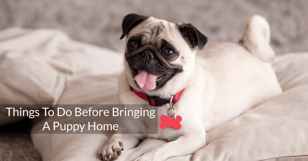 Things To Do Before Bringing A Puppy Home