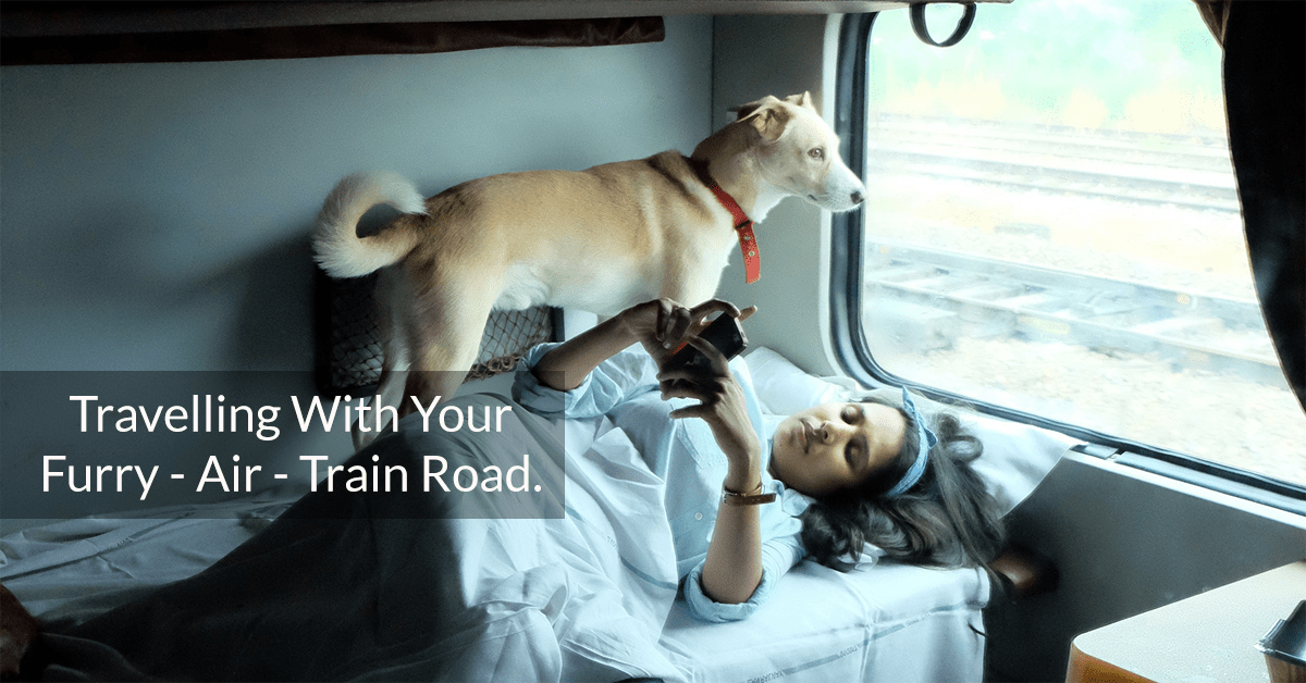 Travelling With Your Furry - Air - Train Road.