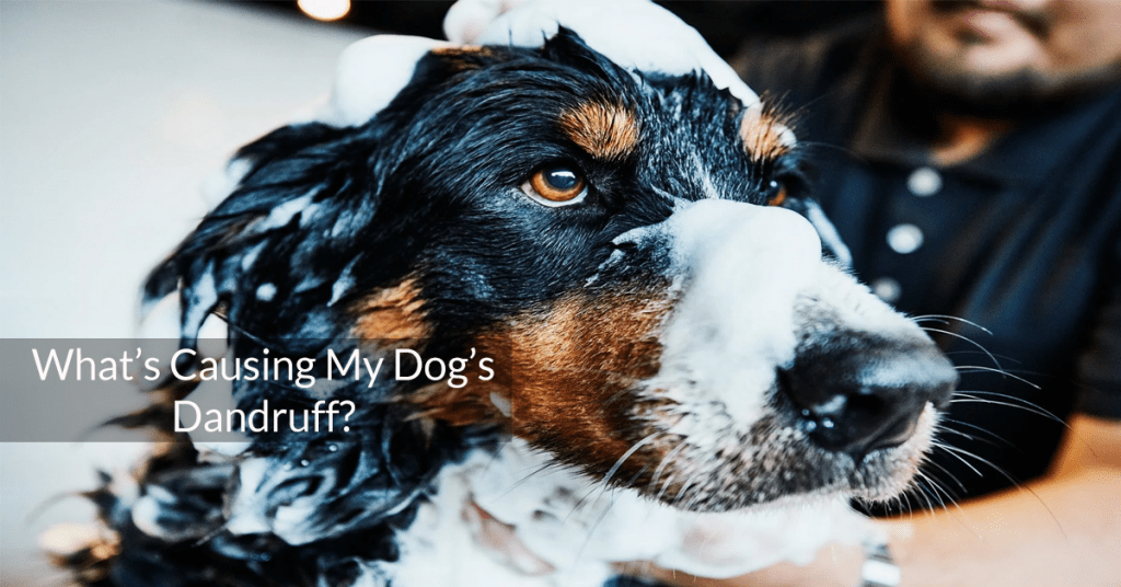 What’s Causing My Dog’s Dandruff? MyFurries Blog