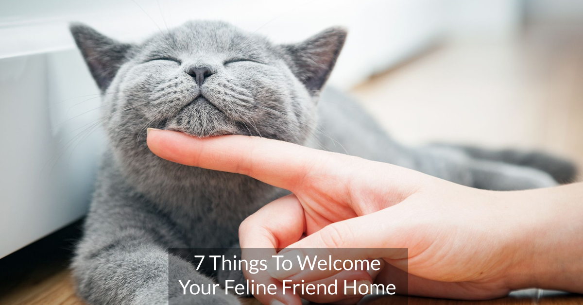 7 Things To Welcome Your Feline Friend Home