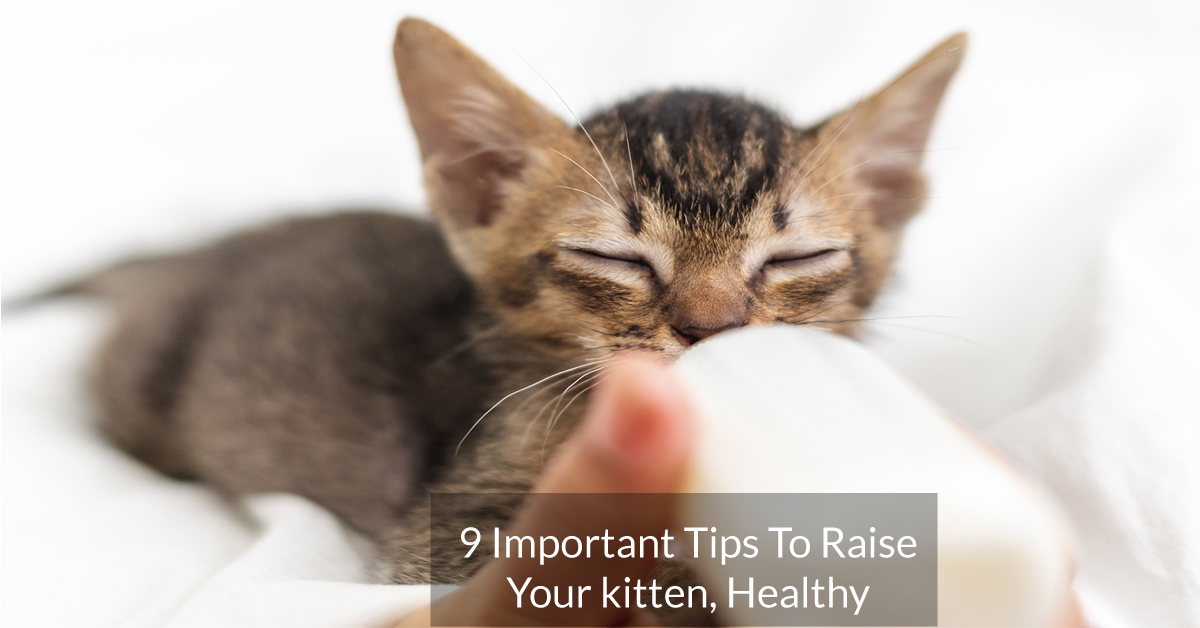 9 Important Tips To Raise Your kitten, Healthy