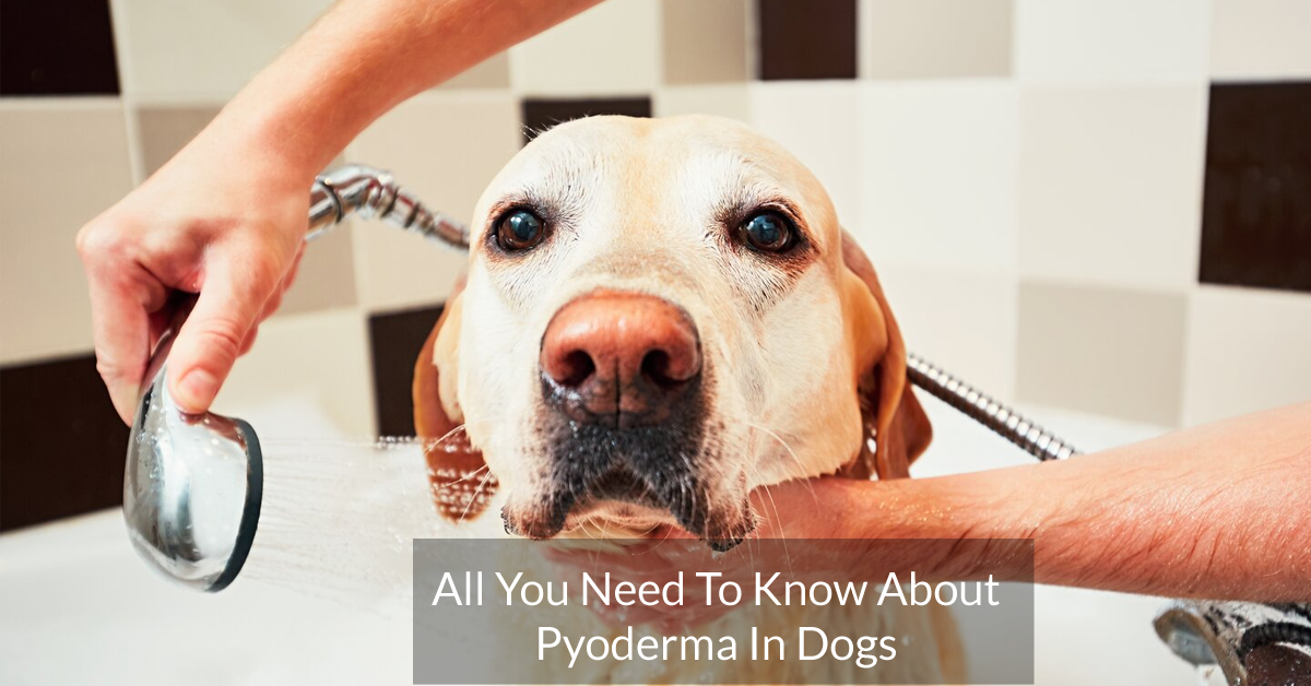All You Need To Know About Pyoderma In Dogs