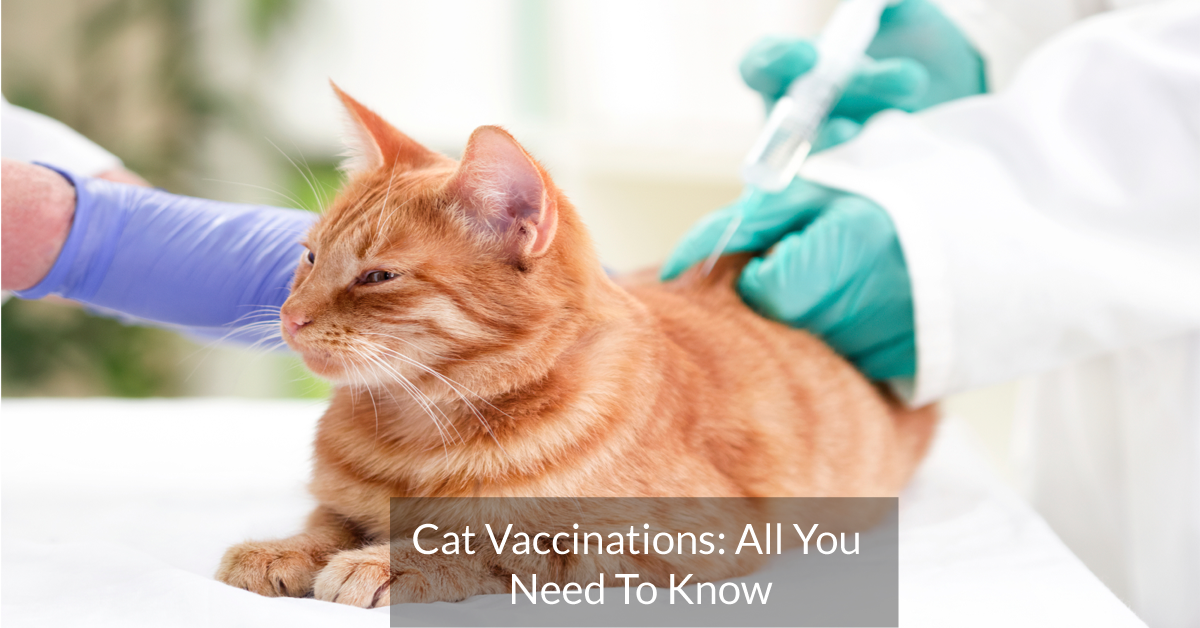 Cat Vaccinations: All You Need To Know