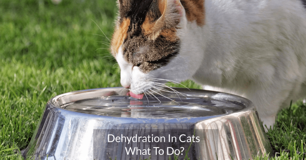 Dehydration In Cats. What To Do? MyFurries Blog