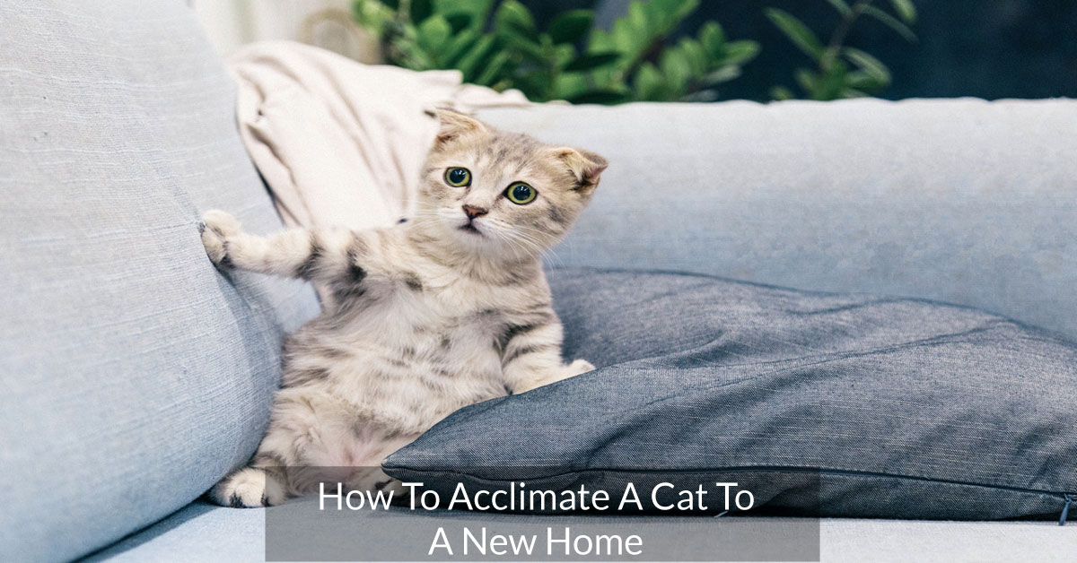 How To Acclimate A Cat To A New Home