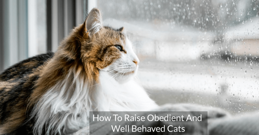 How To Raise Obedient And Well Behaved Cats