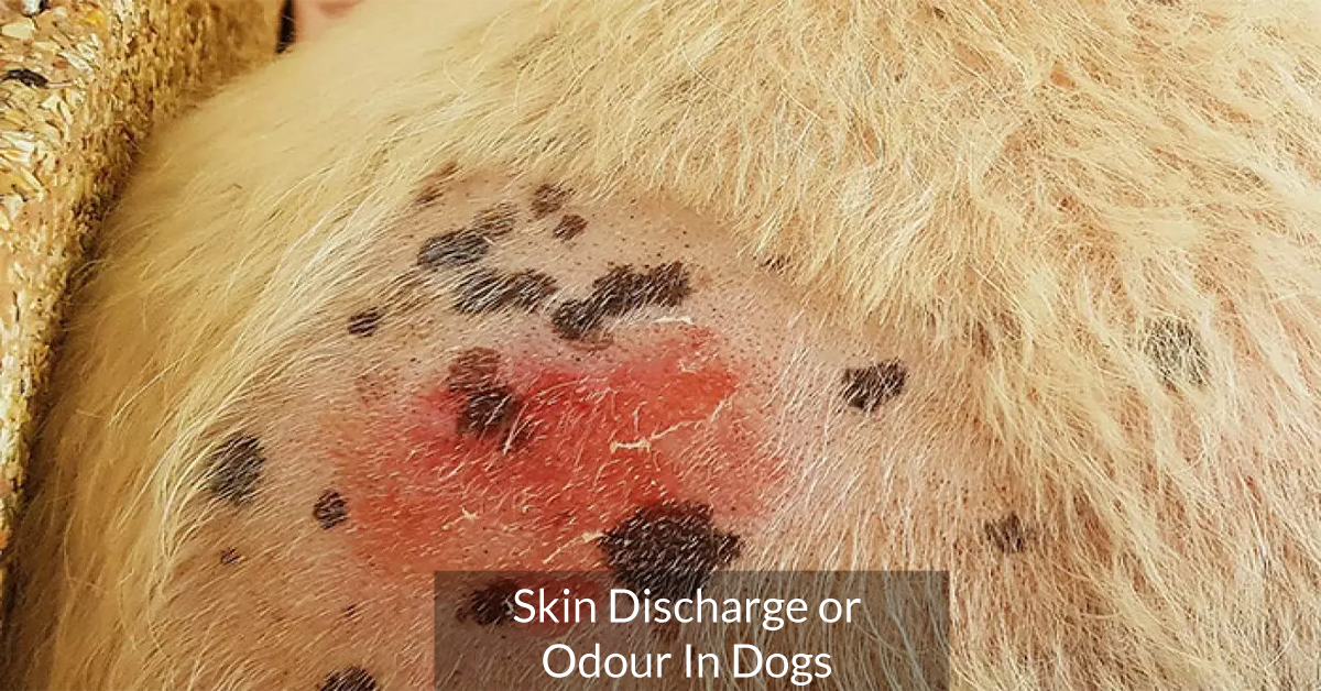Skin Discharge or Odour In Dogs