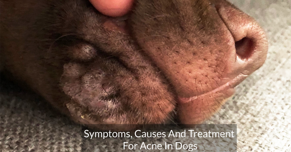 Symptoms, Causes And Treatment For Acne In Dogs