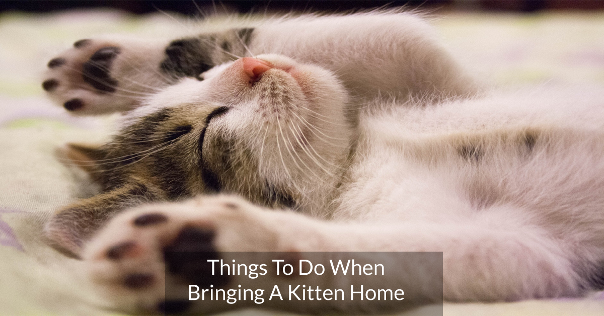 Things To Do When Bringing A Kitten Home