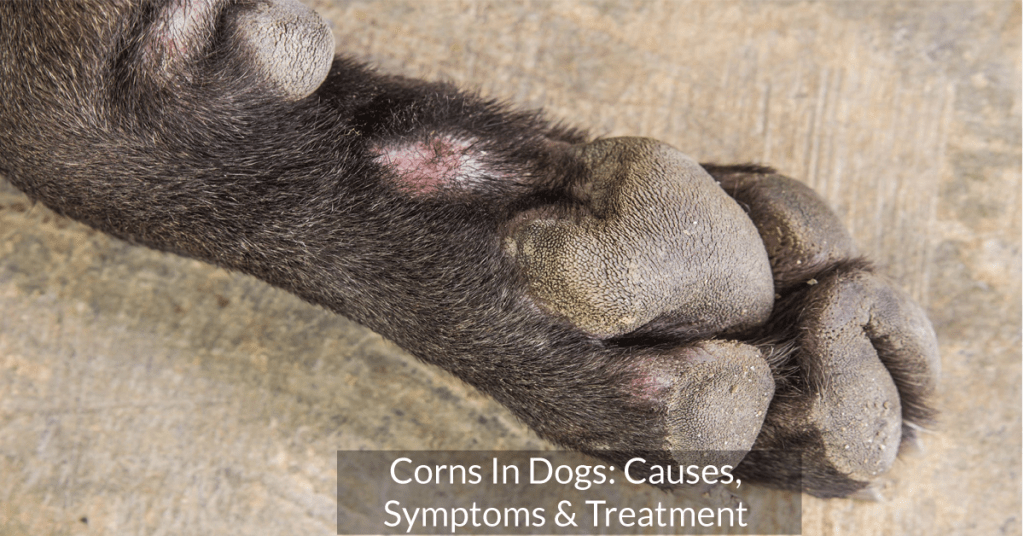 Corns In Dogs How to treat on Dog's footpad