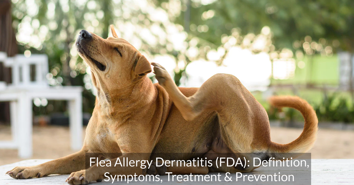 Flea Allergy Dermatitis (FDA): Definition, Symptoms, Treatment & Prevention