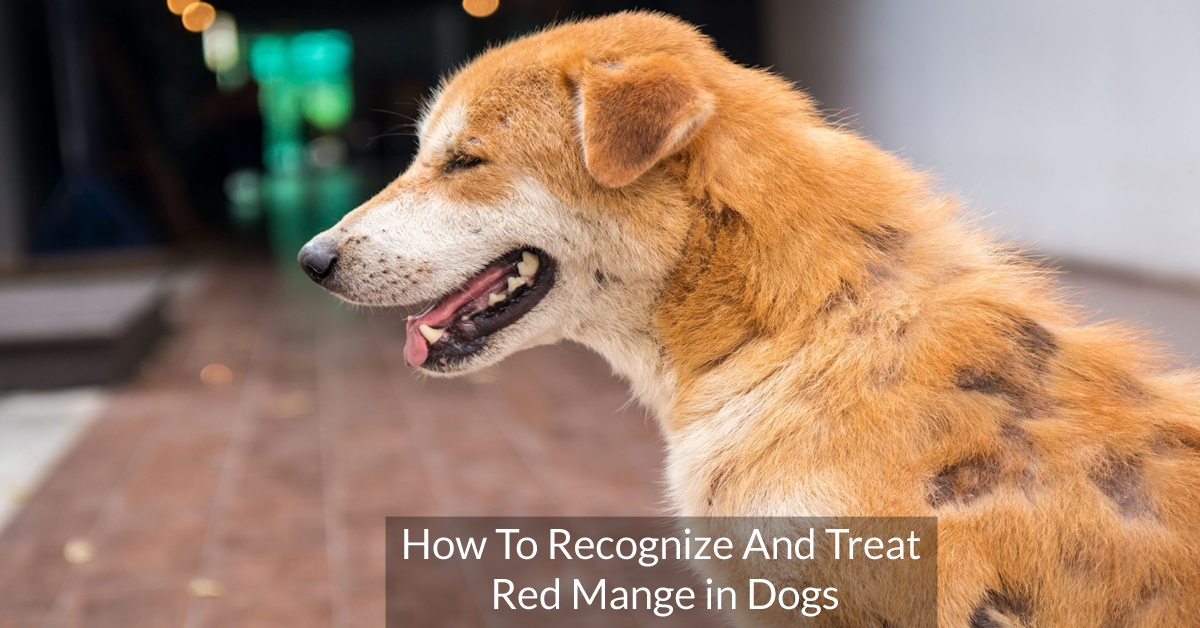 How To Recognize And Treat Red Mange in Dogs
